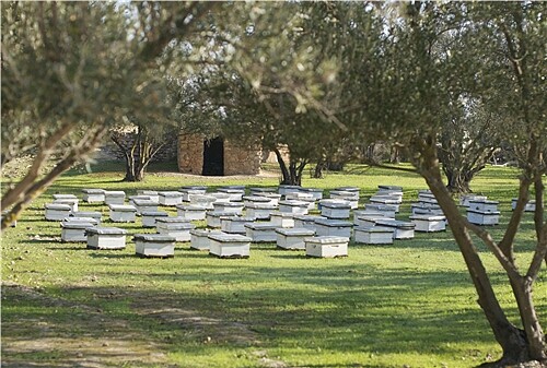 Melvita蜜葳特摩洛哥蜂箱(圖/蜜葳特提供)