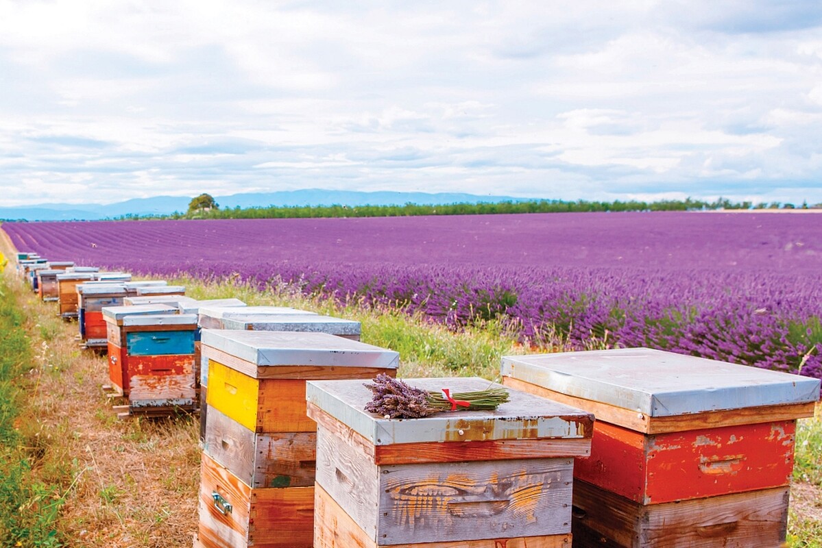 Melvita蜜葳特普羅旺斯薰衣草高地蜂箱(圖/蜜葳特提供)