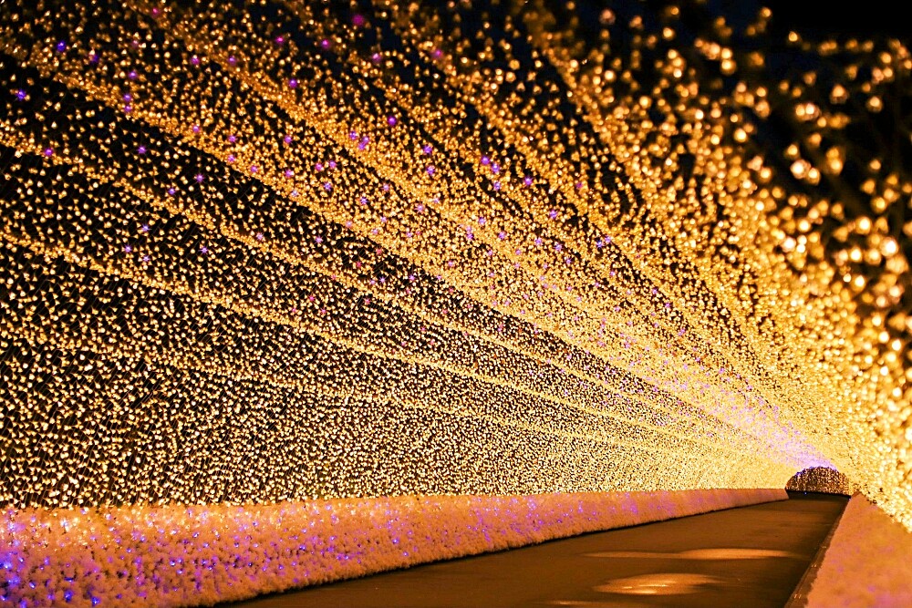 「日本最大燈海」名花之里燈海