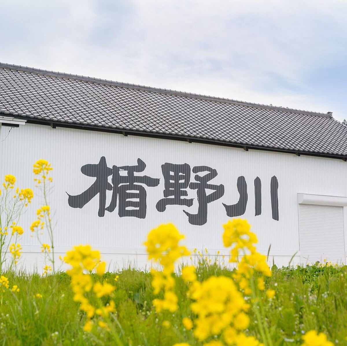 楯野川酒造有著180年的歷史。