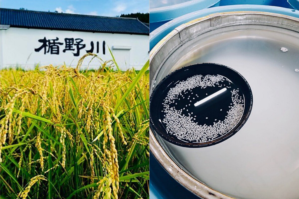 山形縣可是全國屈指可數的穀倉地帶,有良好的酒米供應製酒。