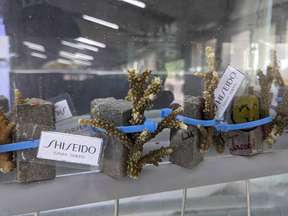 珊瑚幼體以束帶固定在基座上，置入海水水族箱中。