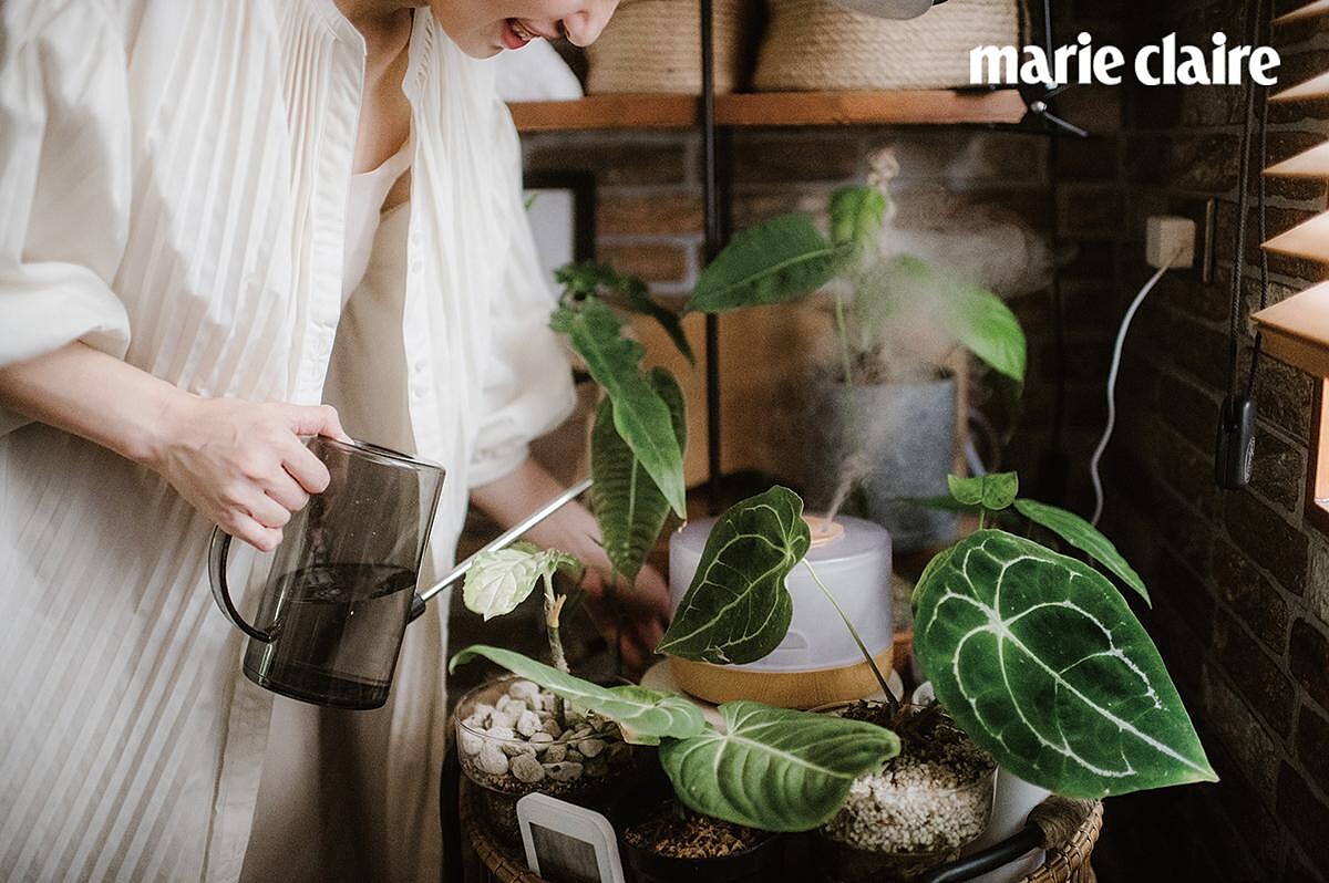 圓基花燭：家裡有些原生地在高地雨林的植物，因為喜歡空氣溼度70%以上，開冷氣後會再啟動加溼器，營造適合它們生長的環境；而圓基花燭是最近市場討論度相當高的品種之一，因應不同的混合品種會有不同強度光澤的葉面，葉面造型也有些微差異，相當討喜。