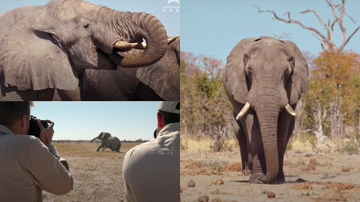 大象要去哪兒？《與象同行》見證世界規模最大的象群遷徙全紀錄，2040年非洲象可能面臨絕種消失