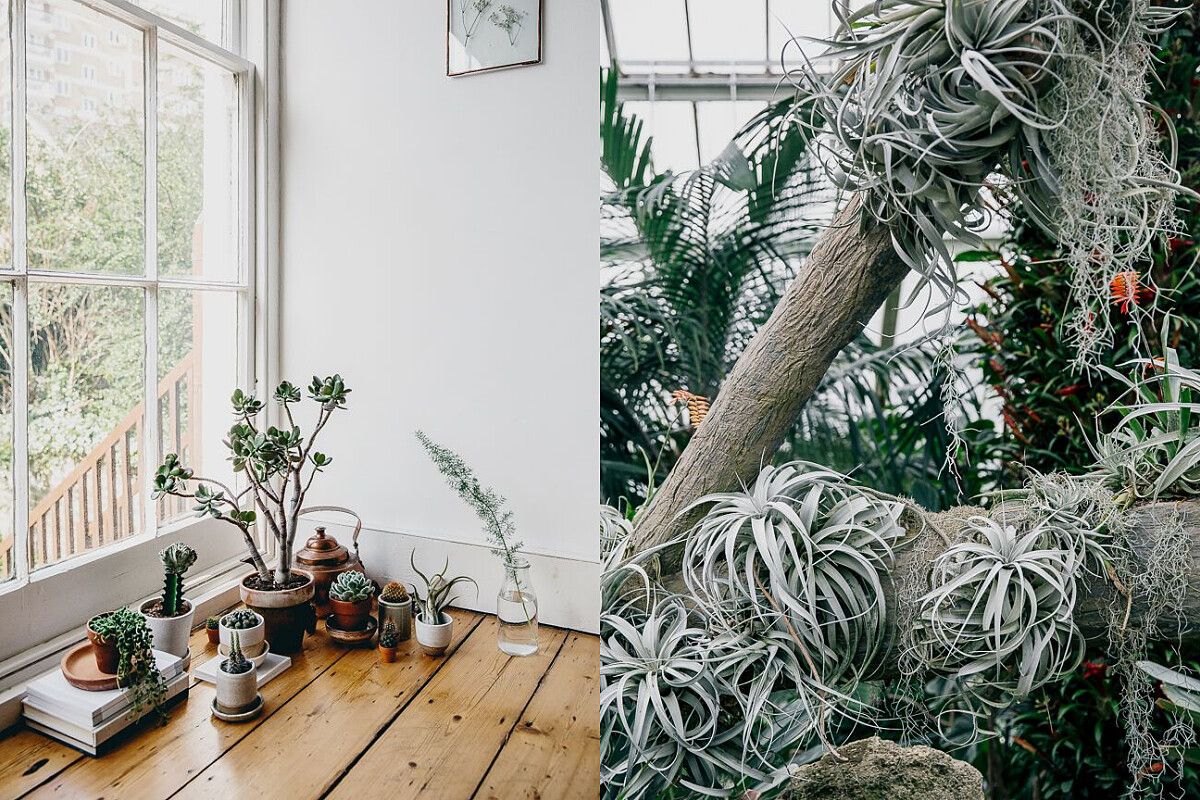 空氣鳳梨為他們愛用的素材。