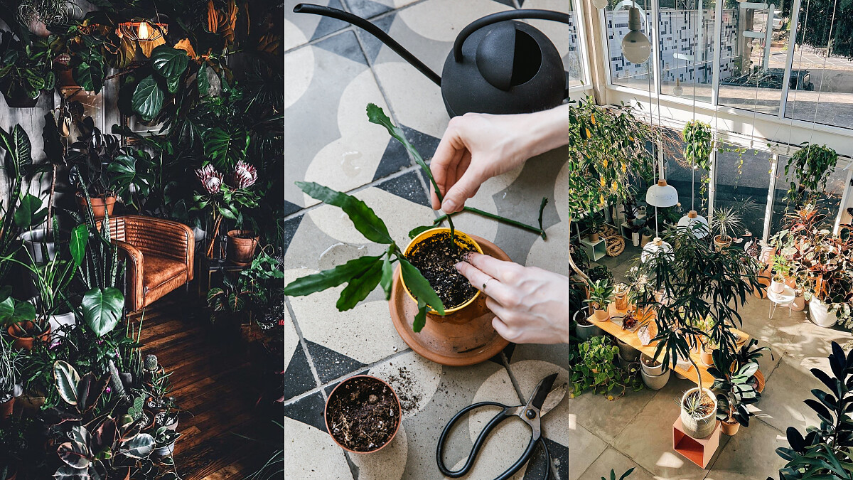 五個植栽IG帳號，給你滿滿的靈感打造獨一無二的綠色療癒空間