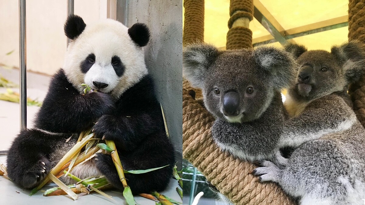 木柵動物園「沒人氣動物園」直播療癒上線！超近距離看貓熊、無尾熊日常吃播，不出門照樣被融化