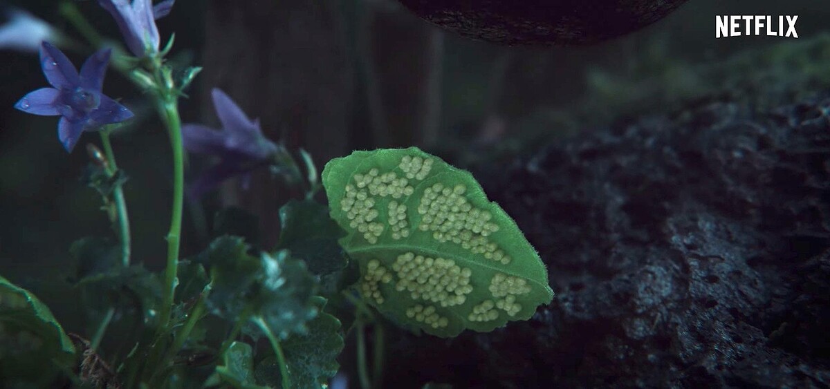 全智賢 《屍戰朝鮮:雅信傳》正面終於亮相!90秒動魄驚心動魄喪屍再襲