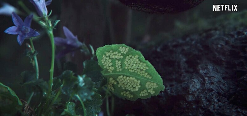 全智賢《屍戰朝鮮：雅信傳》回到「生死草」與它的產地！