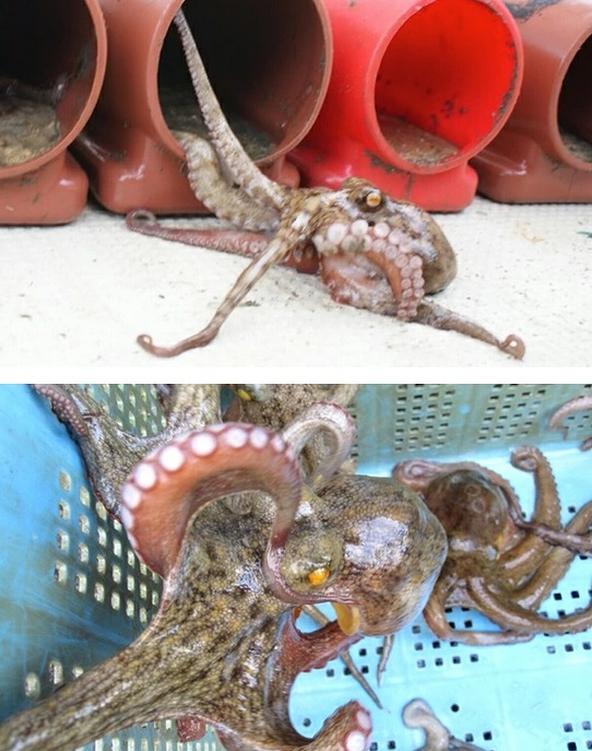 ▲超鬧的「章魚壺」認養。（圖／翻攝自樂天市場 Japan 官網）