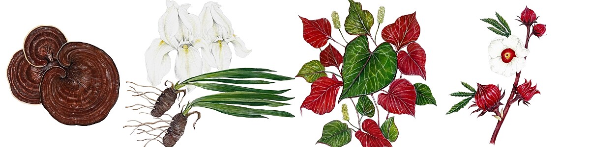 赤靈芝精萃、鳶尾花根精萃、魚腥草、洛神花