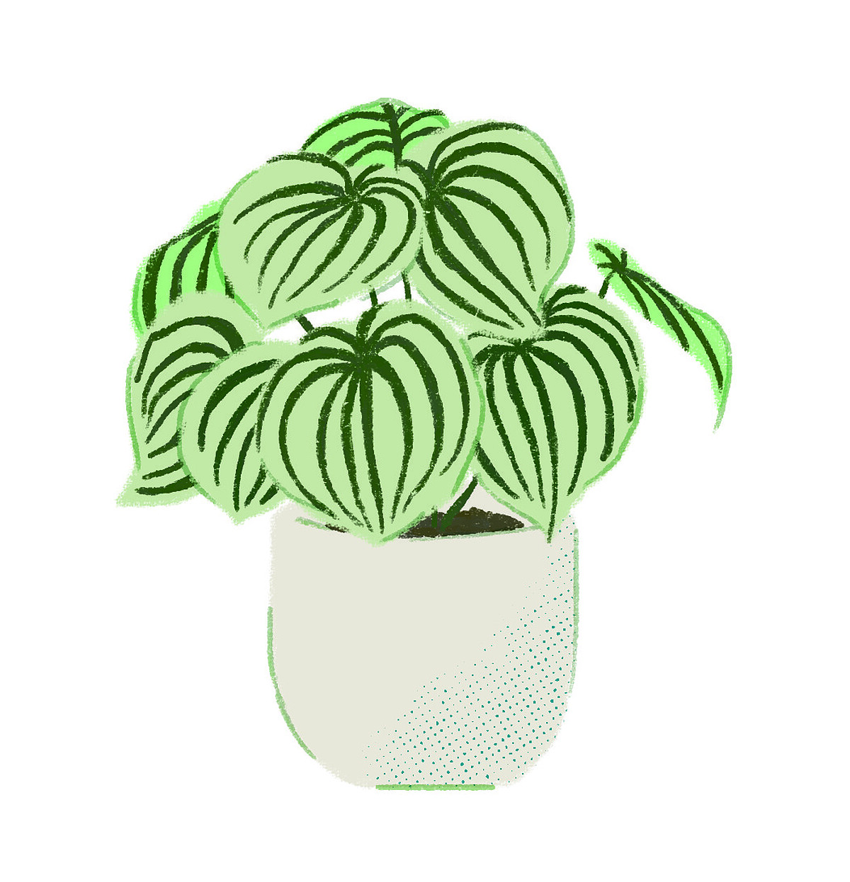 ▲西瓜皮椒草盆栽,鄉林園藝。(插圖/Mori三木森)