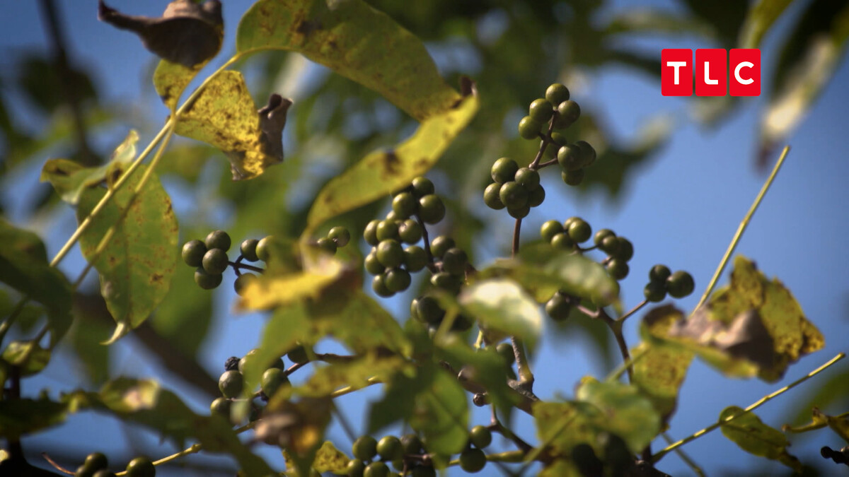 黃柏是一種帶有柑橘類風味與胡椒苦味的特別水果，在愛奴料理中有神聖地位。