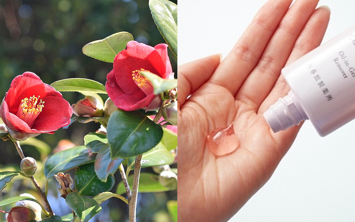 朵茉麗蔻「卸妝凝露」新添加友善原料唐津山茶花籽油等奢華天然植物精油，天然芳療級香氛與觸感，卸妝過程宛如享受了高級SPA般的「保養」。