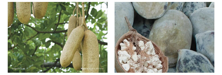 左為Kigelia 臘腸樹果實、右為Baobab 猴麵包樹果實
