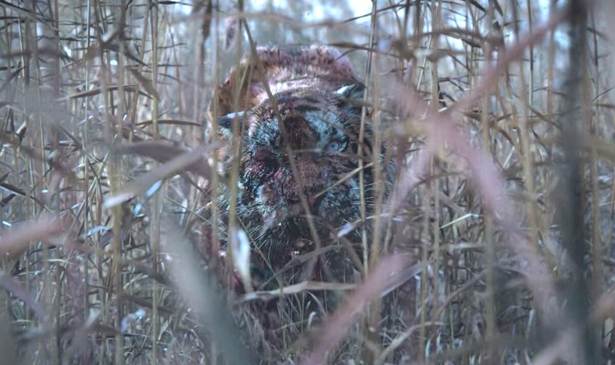 《屍戰朝鮮：雅信傳》屍變「老虎」也藏有深意