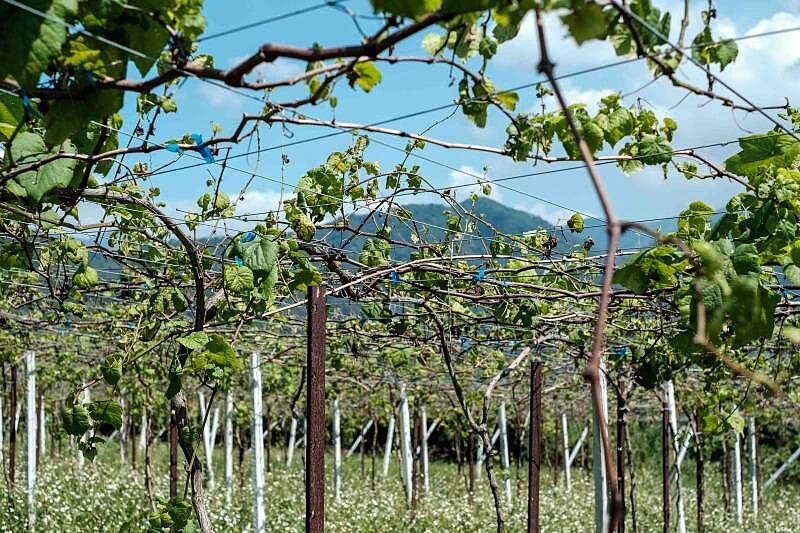 威石東酒莊以獨特的台灣風土獲得國際評審青睞,在世界綻露光芒。