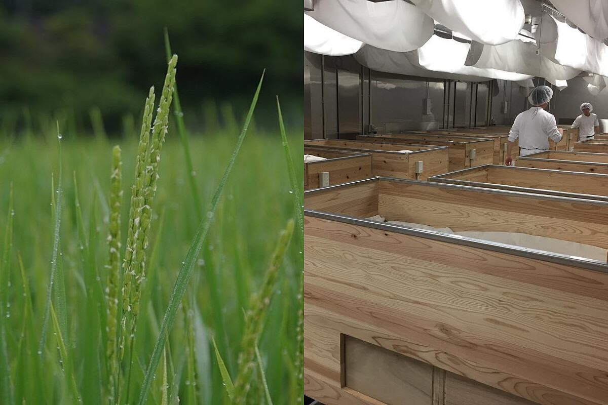 釀酒原料選用最適合釀製日本酒的酒米「山田錦」。