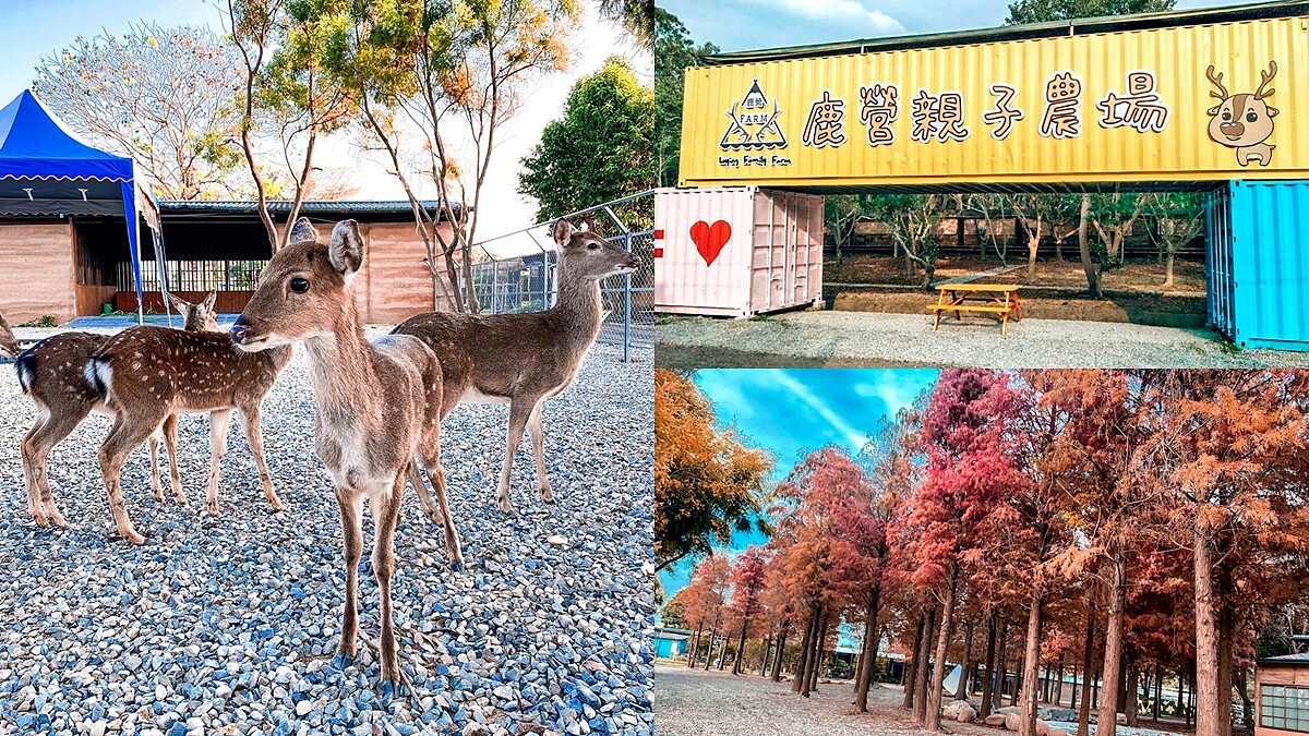 雲林「古坑鹿營農場」讓親子盡情放電！餵梅花鹿、滑草、落羽松好拍又好玩
