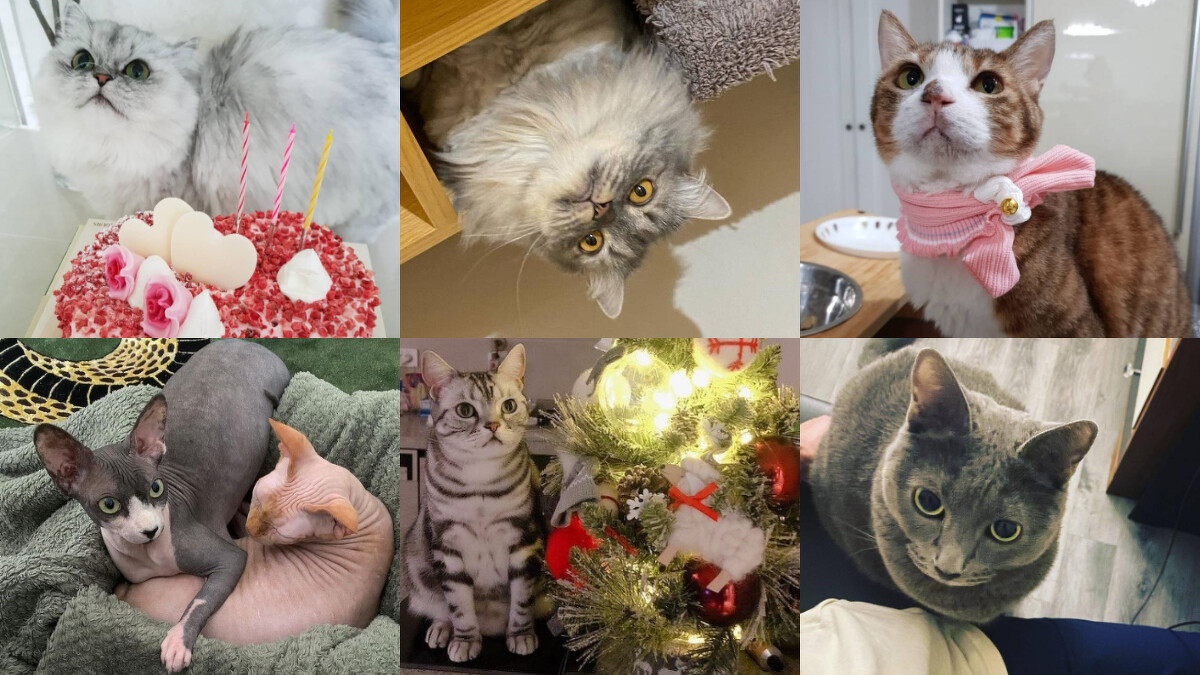 韓劇演員養的貓咪 Photo/各藝人IG 詳見下文