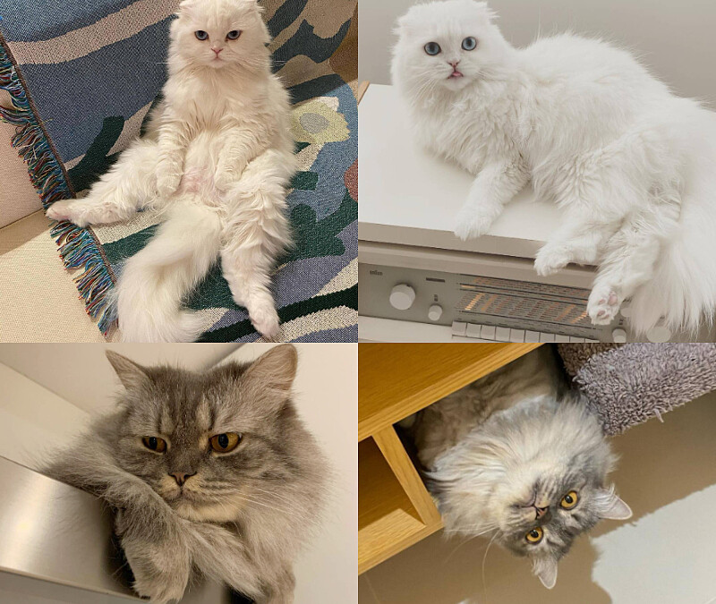 曬貓狂魔朴信惠的「Harry」和「Darly」