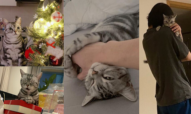 安孝燮與貓咪日常