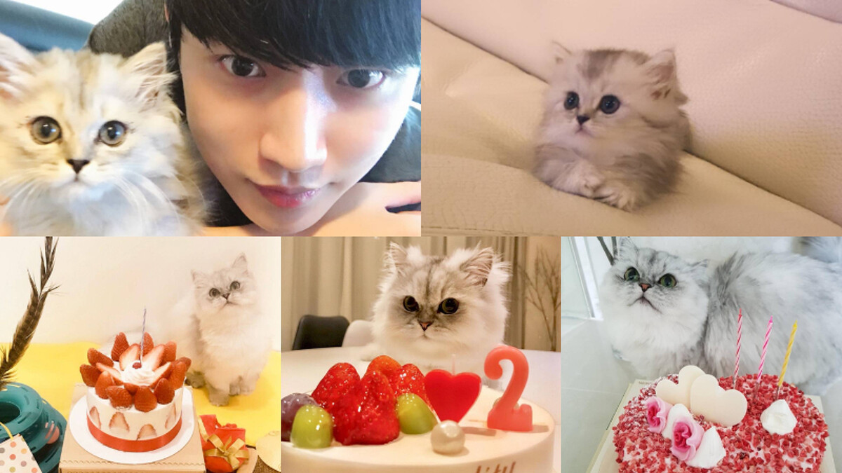振永每年幫貓咪過生日