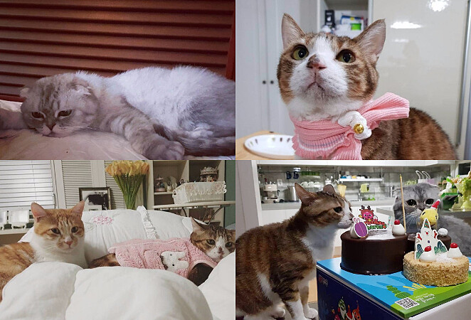 張娜拉三隻愛貓