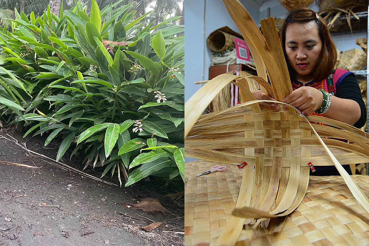 左為月桃葉，右為桃布里文化創作空間的編織職人&mdash;雅莉。