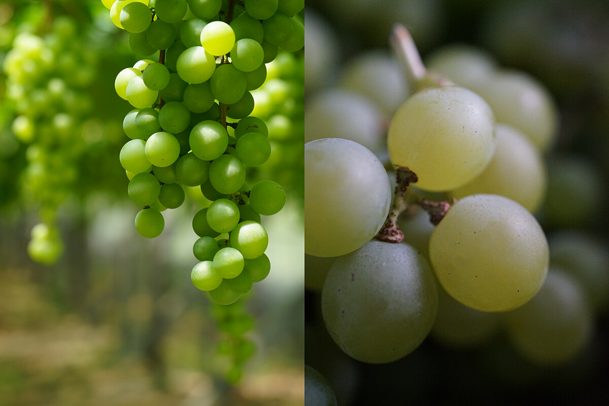 此葡萄品種為木杉。（攝影/林裕森）