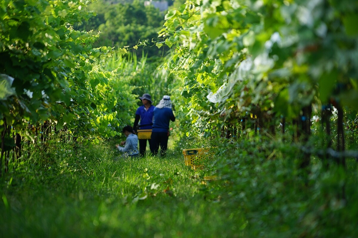 原料使用埔里莊園的荖藤金香葡萄。（攝影/林裕森）