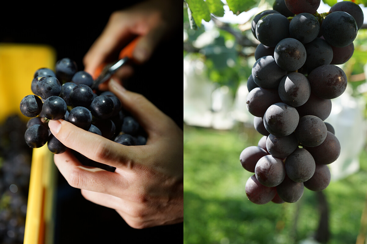 以61%黑后，32%巨峰，5%台中四號，2%蜜紅釀製。（攝影/林裕森）