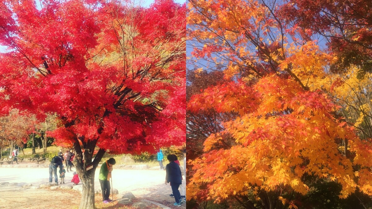 韓國雪嶽山每到秋天就是賞楓勝地。