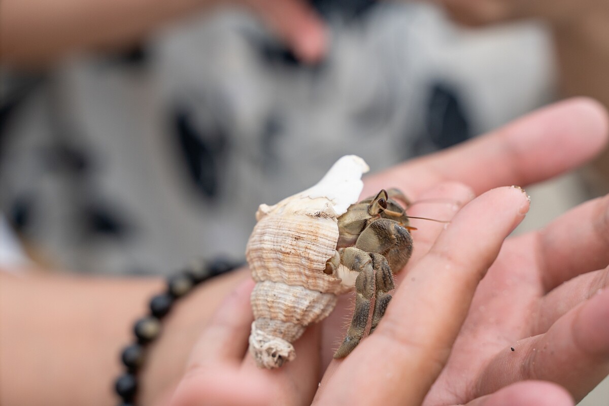 生態導覽員會帶著遊客挖沙蟹。
