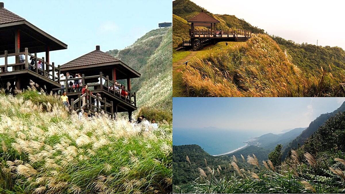 2021年草嶺古道芒花季交通懶人包！秋天限定「銀白海浪」隨風搖曳美呆