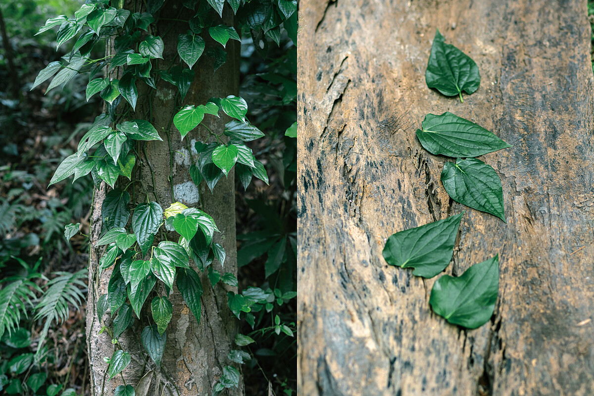 「荖葉」現今在南洋文化國家中它被大量使用放在精油、沐浴乳、茶飲各式生活用品之中。