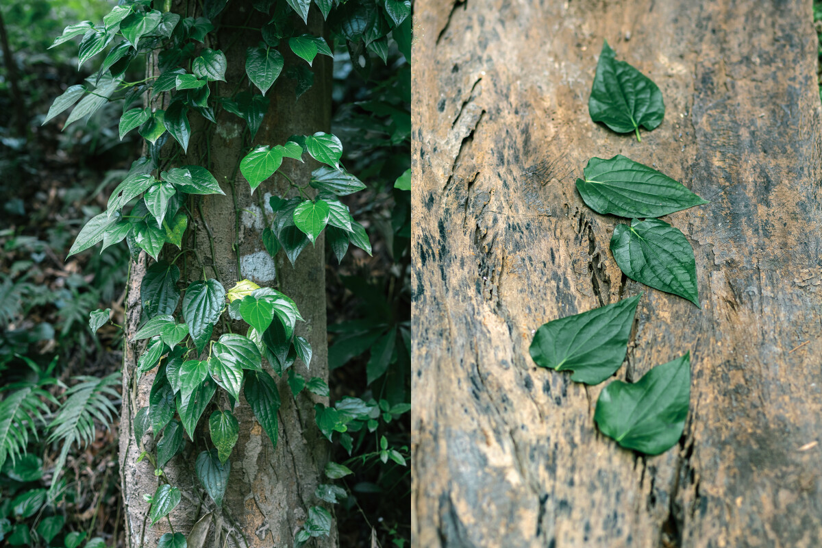 「荖葉」現今在南洋文化國家中它被大量使用放在精油、沐浴乳、茶飲各式生活用品之中。