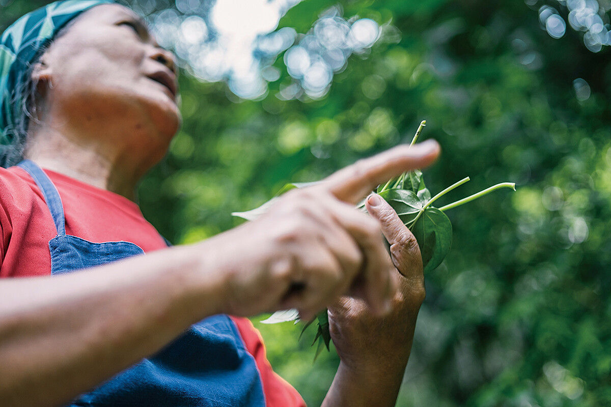 Lily 因為關注荖葉發展，有機會被邀請參加太平洋文化藝術交流，去了一趟薩摩亞（Samoa），成了台灣南洋文化圈的代表人物。