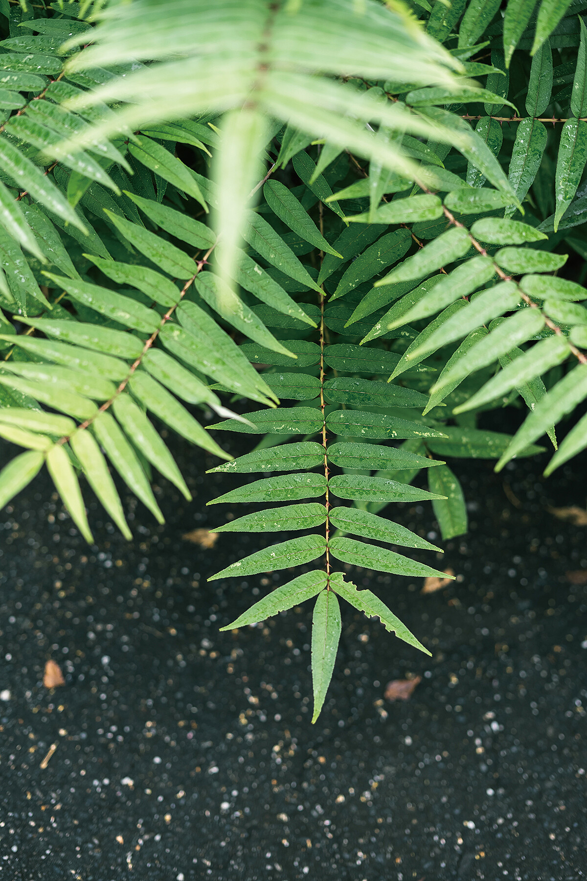 滿山遍野的植物都成了她眼中最佳素材，此為她經常使用的刺蔥，就生長在不起眼的路旁。