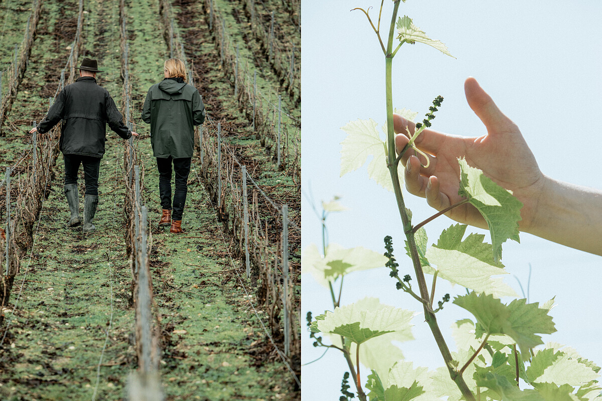 酒莊更是採取有善環境的生產方式。