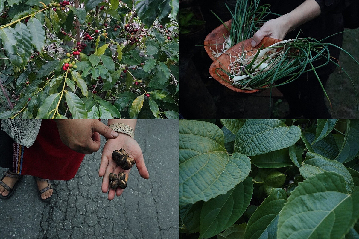 在崁頂部落採集野食，也作為晚宴湯品食材。