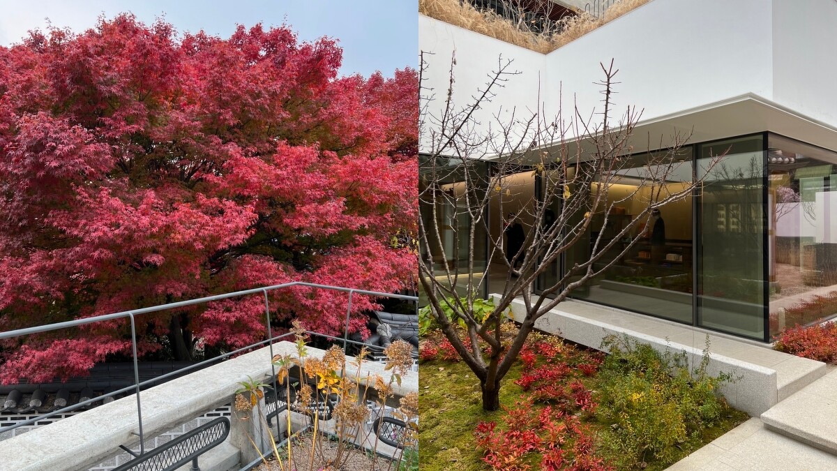 雪花秀韓國北村旗艦店庭園。