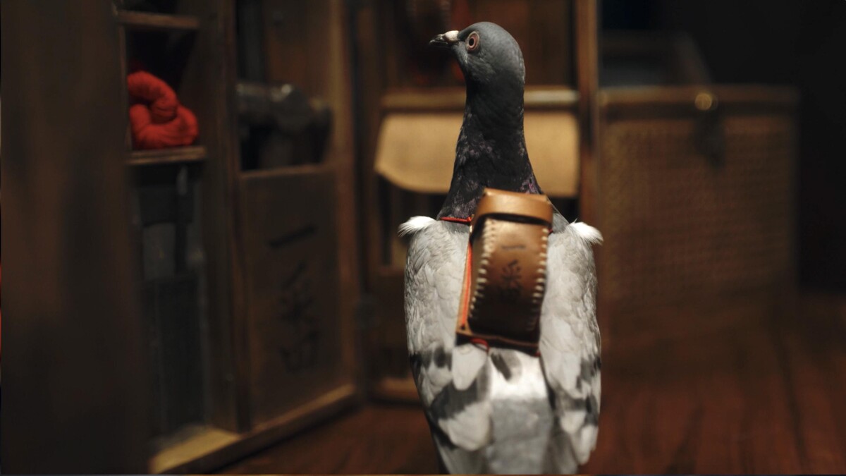 ▲▼鴿子「難八萬」的劇情讓網友直呼超可愛。（圖／公視提供）