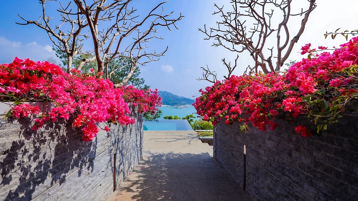 九重葛為涵碧樓增添豔麗色彩