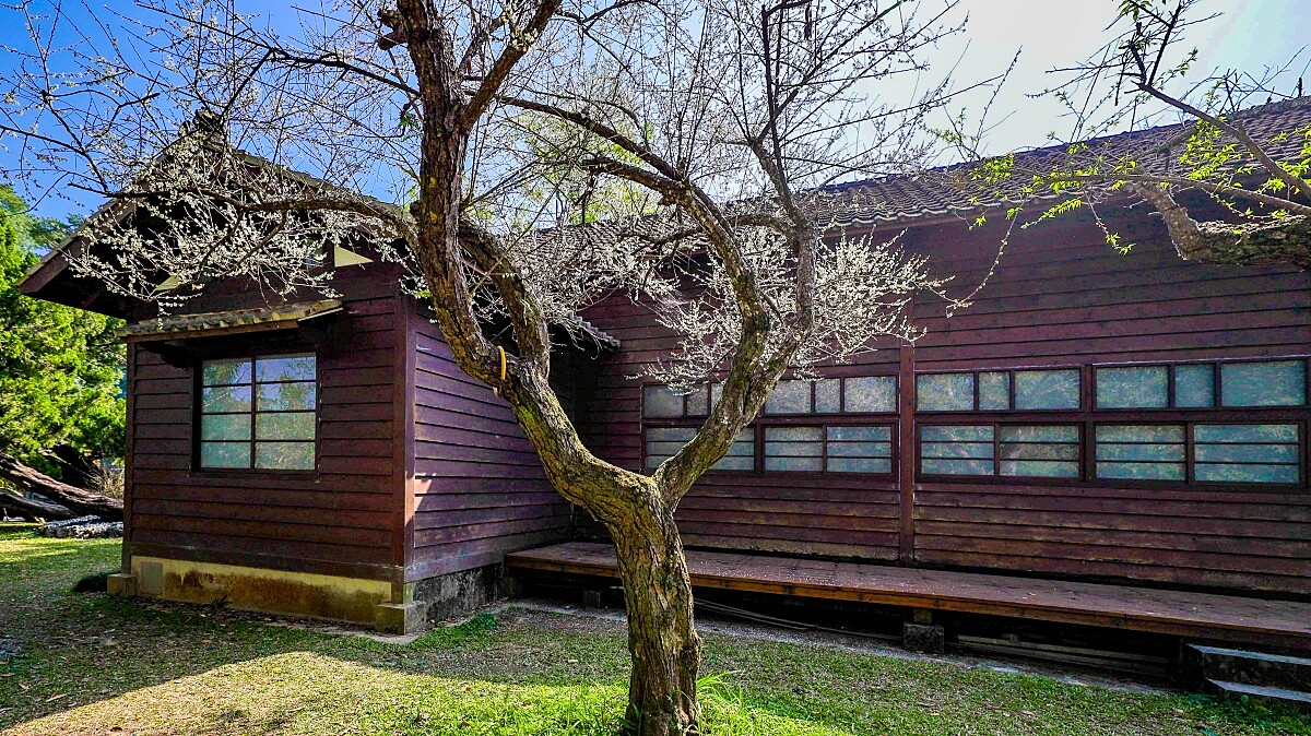 梅花配木造建築有如搭上時光機