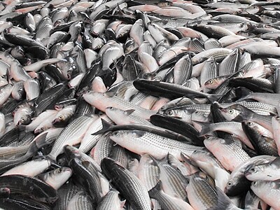 ▲烏魚在此時收穫最豐。(示意圖 / 翻攝自農委會官方網站)