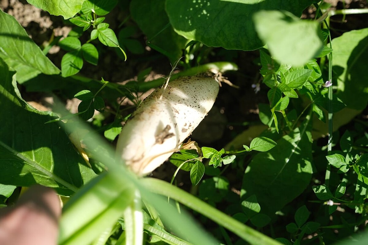 享受農事樂趣。