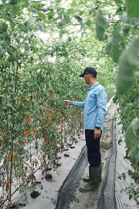 美濃青農陳憲政所栽種的橙蜜小蕃茄品質優良。