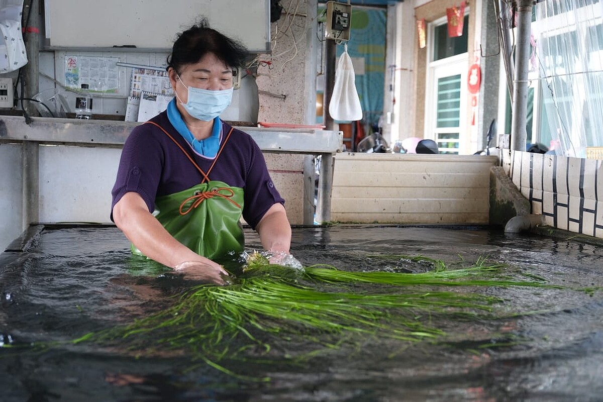 可參觀採集水蓮的過程。