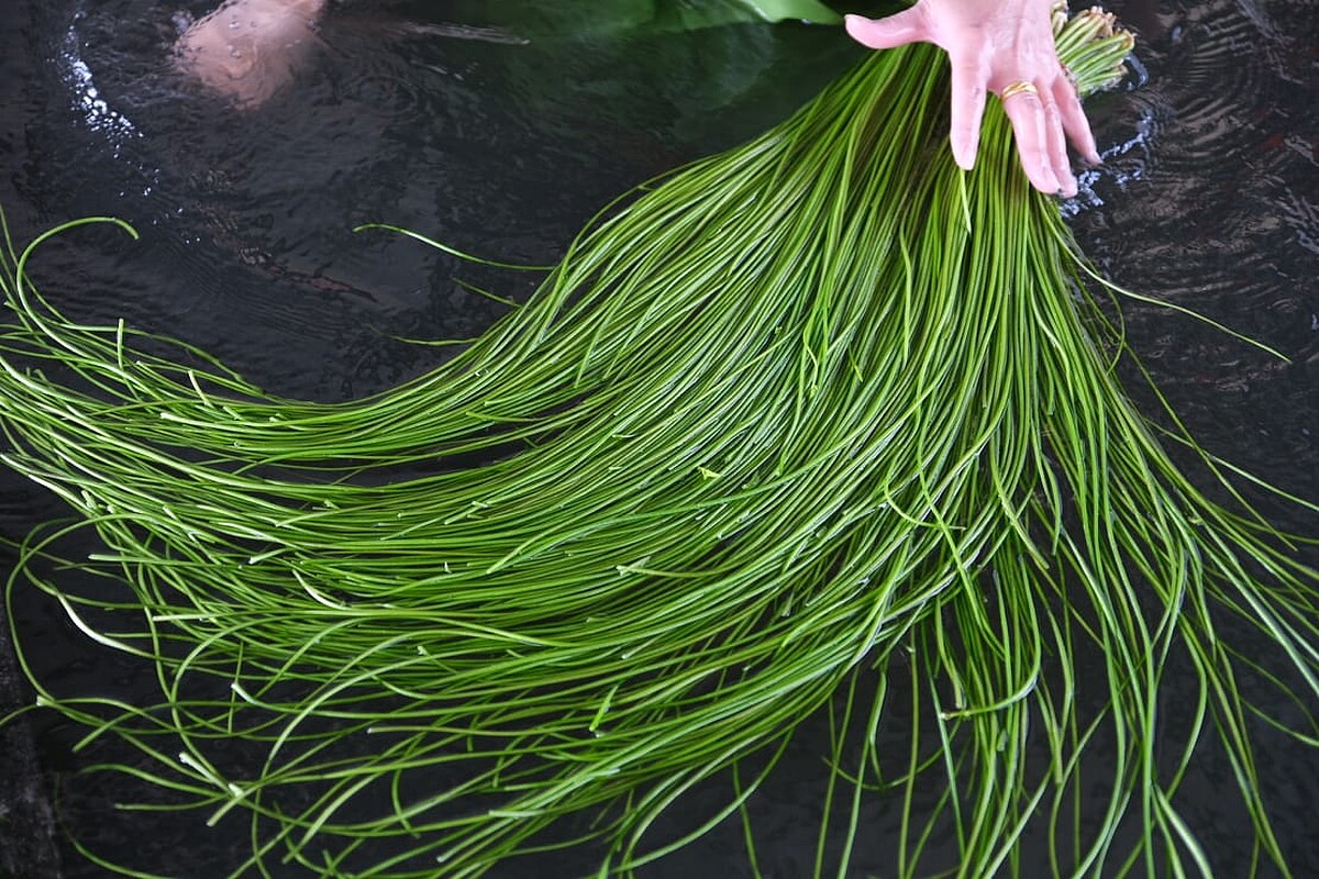 也能親自著裝下水體驗摘採過程。